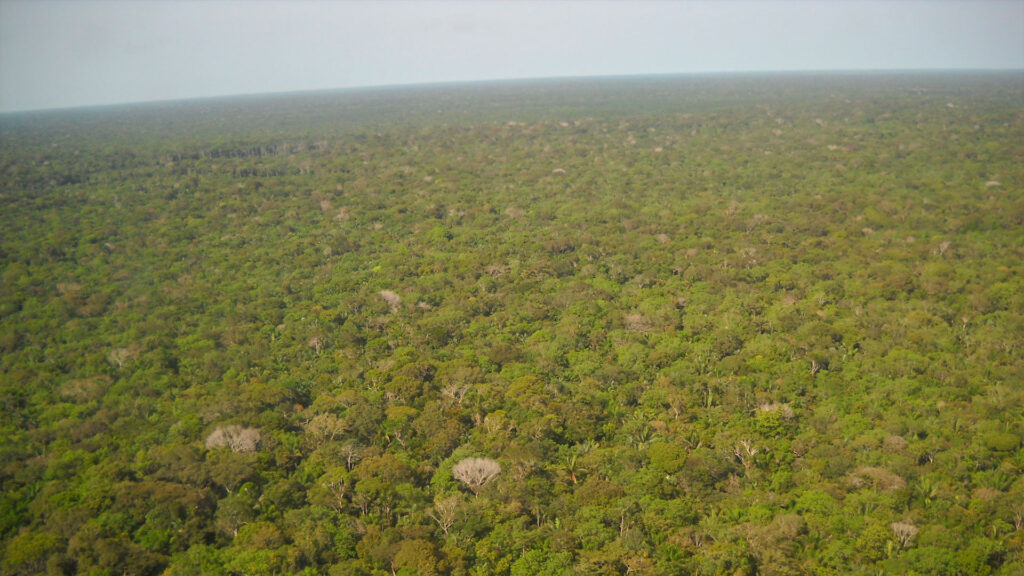 Amazonia-Rosa-Maria-sg