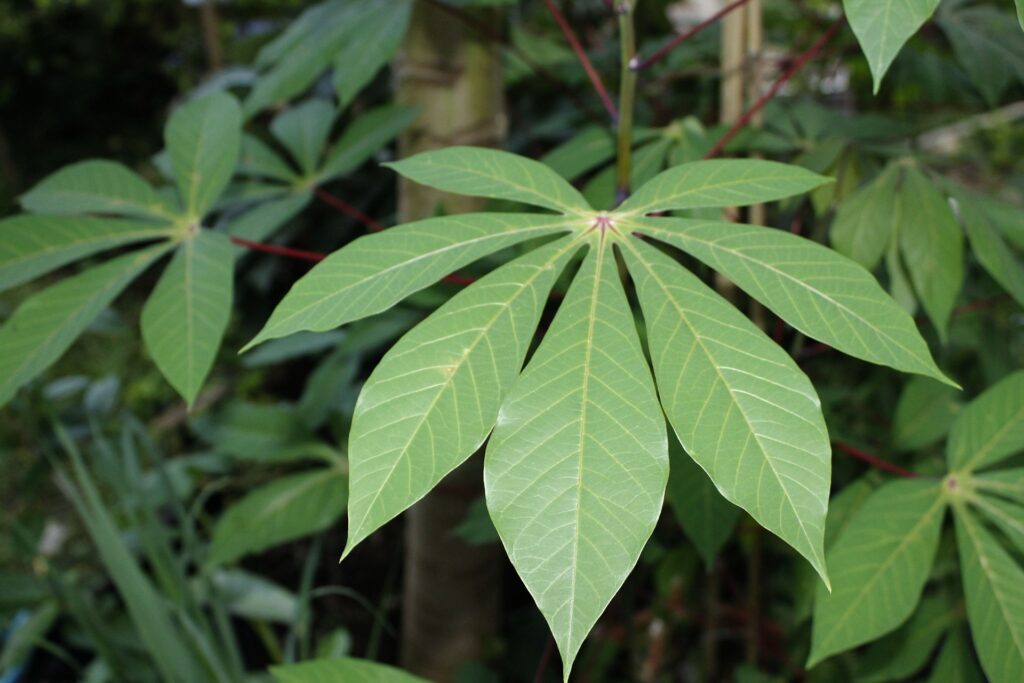 cassava-leaves-g5c3cf3d0c_1920