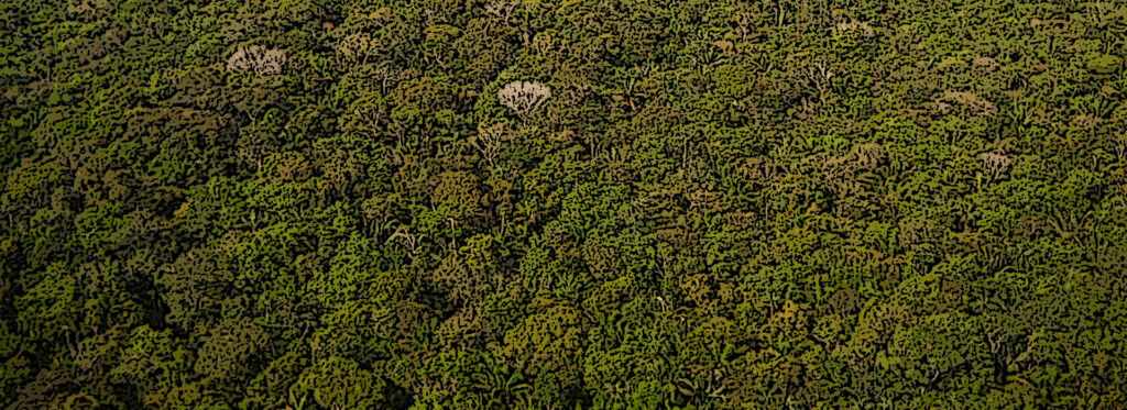 dia-mundial-do-meio-ambiente